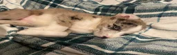 Mixed Breed dogs for sale: Siberian husky X Caucasian Shepard & pocket bully in Mold - Advert 8