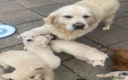 Golden Retriever dogs for sale: Golden retriever puppies  - Image 25