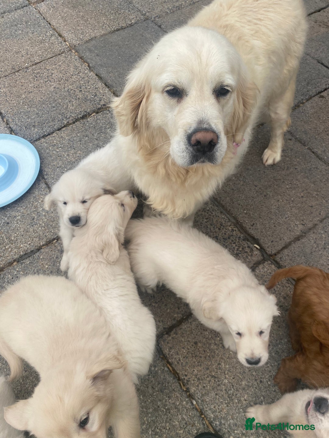 Golden Retriever dogs for sale: Golden retriever puppies  - Image 25