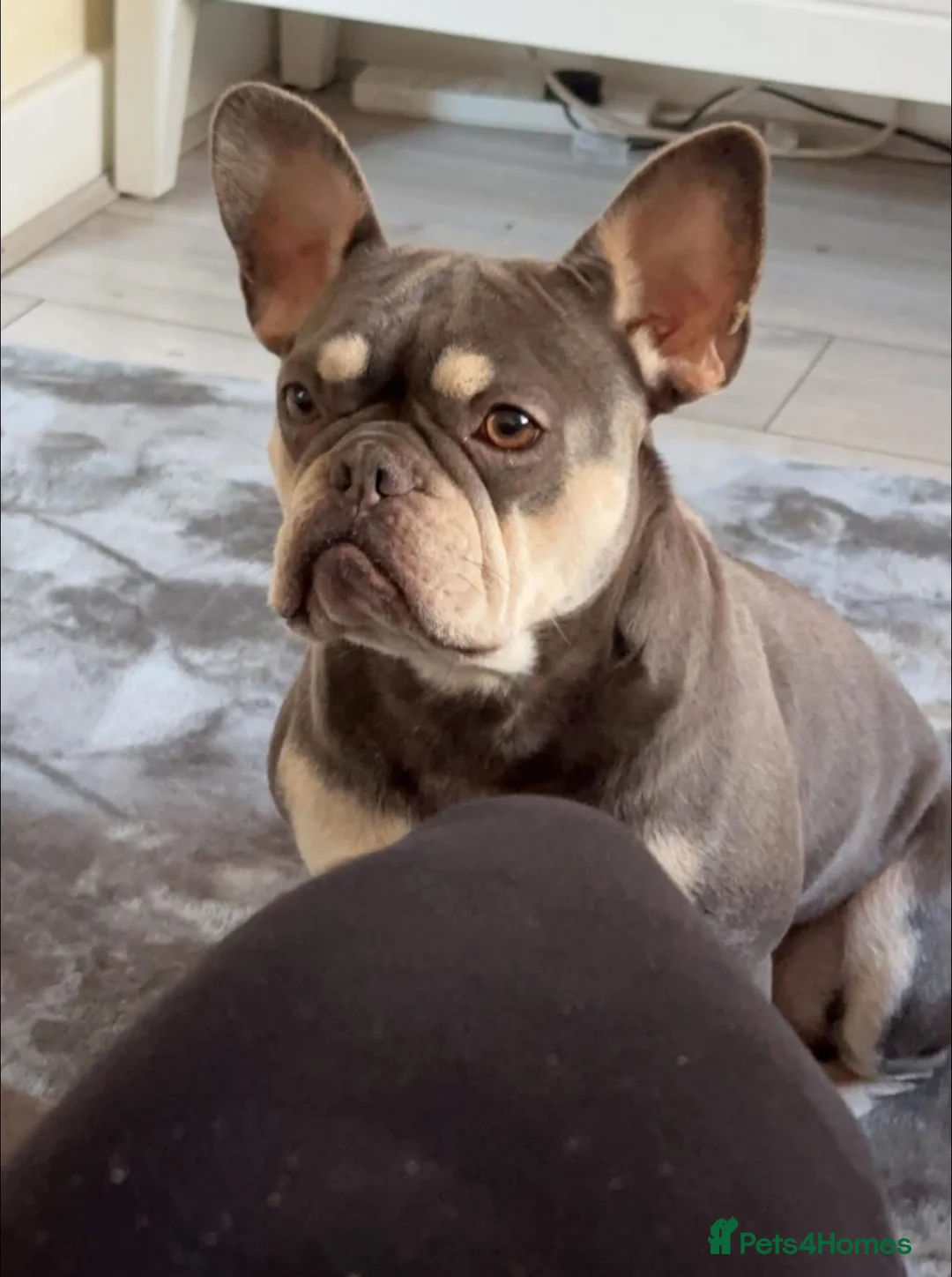 French Bulldog dogs for sale: French bulldog mother & daughter  in Chester-le-Street - Advert 3