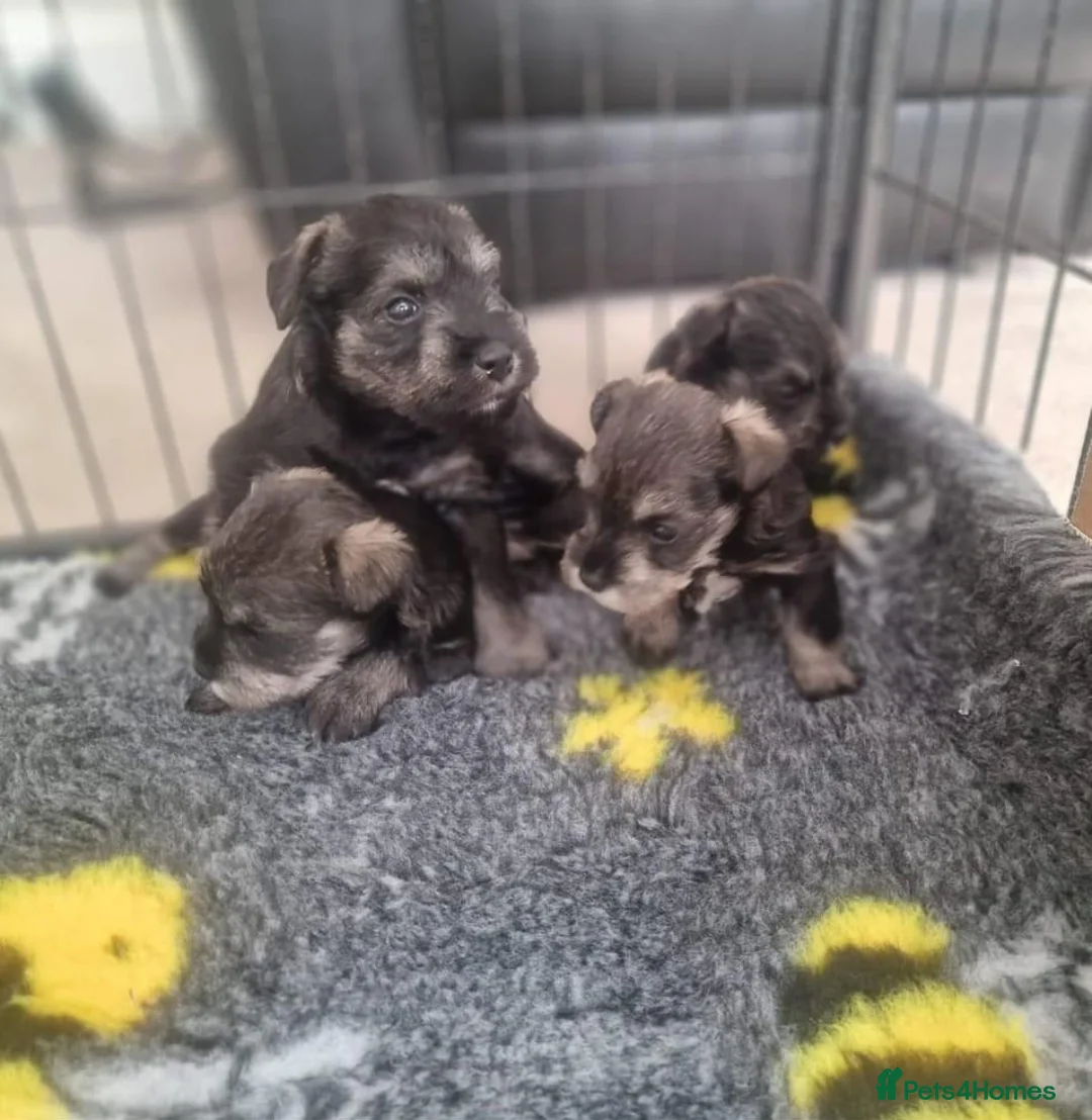 Miniature Schnauzer dogs for sale: KC Registered Miniature Schnauzer Puppies - Advert 1