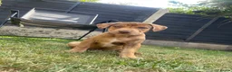Mixed Breed dogs for sale: Spaniel x Shar pei - Unique Mixed Breed - Advert 9