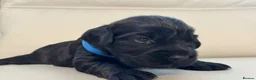 Cocker Spaniel dogs for sale: Cocker Spaniel Pups in Newtownards - Advert 6