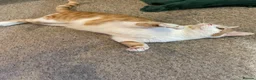 Mixed Breed cats for adoption: Tommy, handsome ginger boy in need of new home - Advert 3