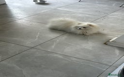 Pomeranian dogs for stud: Olaf white Pomeranian stud in Liverpool - Image 15