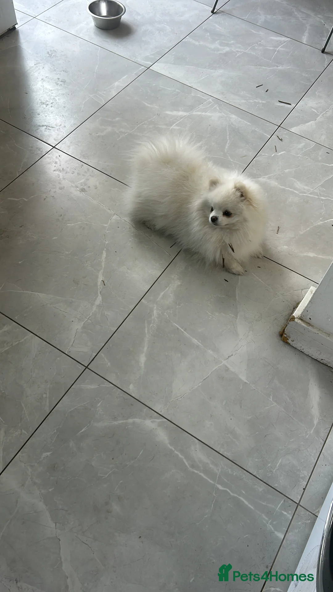 Pomeranian dogs for stud: Olaf white Pomeranian stud in Liverpool - Advert 10