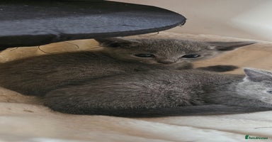 Russian Blue cats - Advert 12