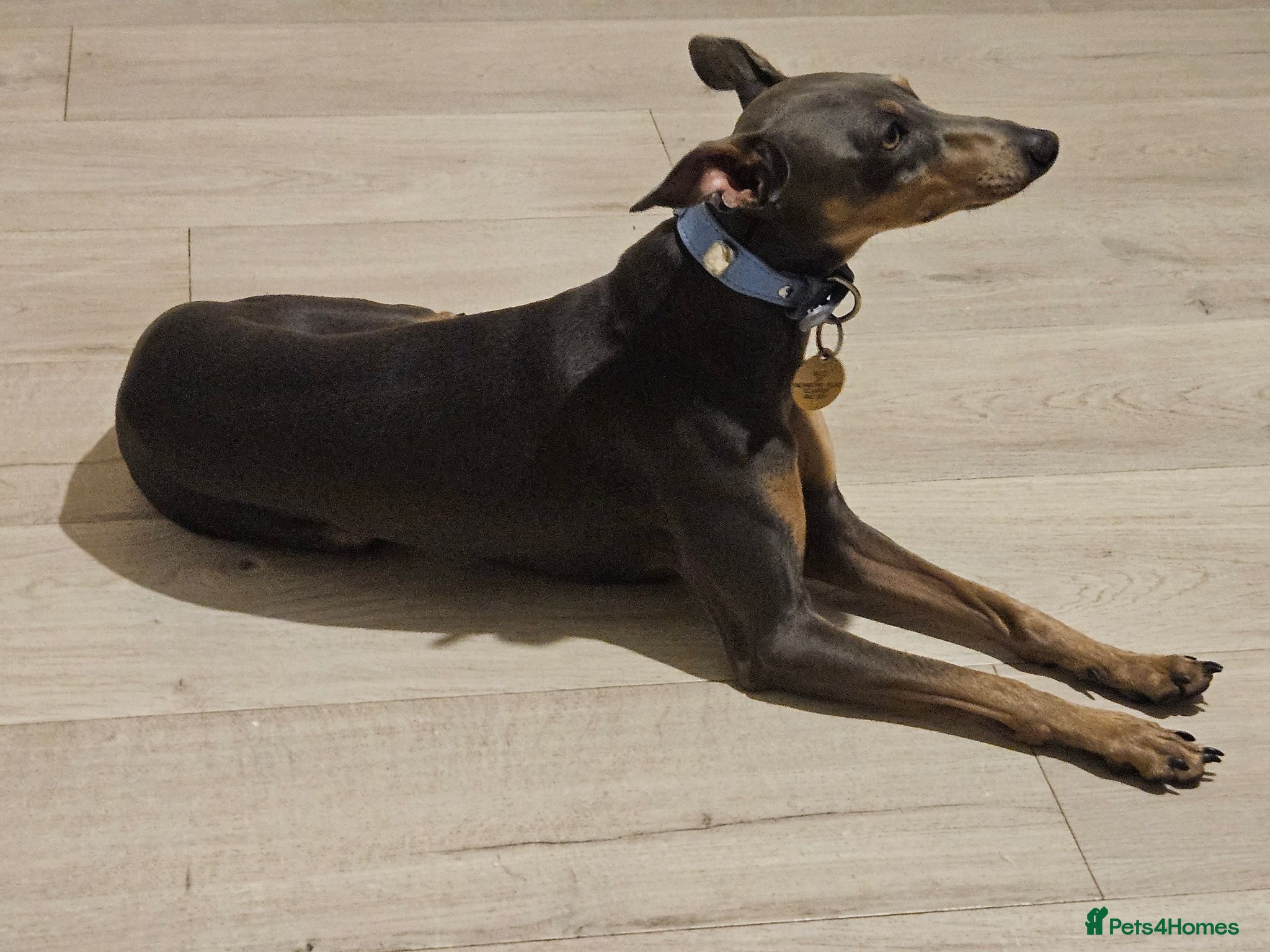 Italian Greyhound dogs KC registered Italian greyhound for stud - Advert 1
