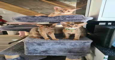 Abyssinian cats - Advert 1