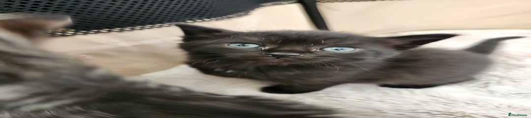 Domestic Shorthair Kitten 1