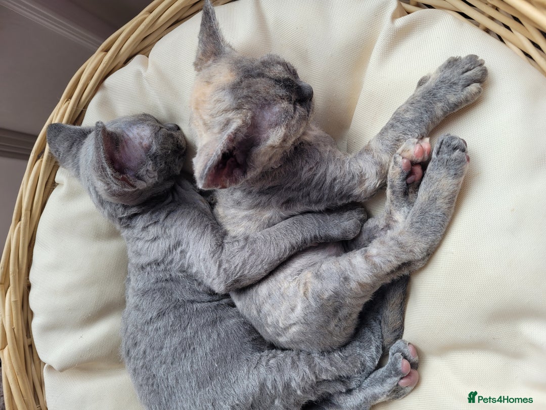 Devon Rex cats for sale: Beautiful GCCF Devon Rex kittens - Image 10