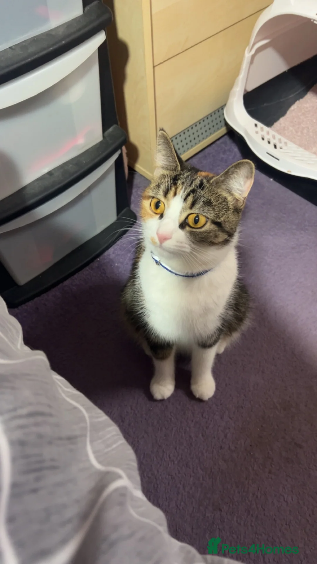 Mixed Breed cats for sale: 2 mixed breed kittens  in Basingstoke - Advert 10
