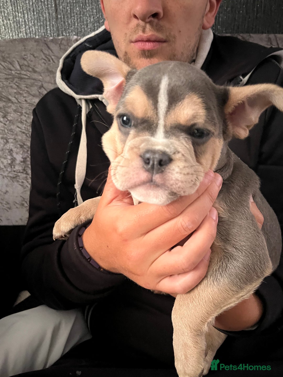 Mixed Breed dogs for sale: Beautiful female puppy ready today  - Image 31