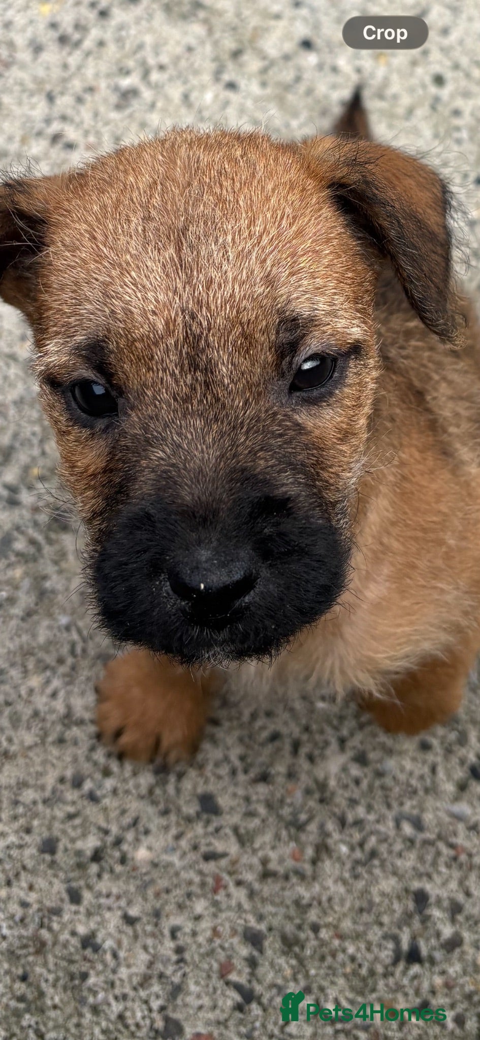 Lakeland Terrier dogs Lakeland terriers  - Advert 7