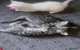 Mixed Breed cats for sale: adorable kitten ready to go home - Image 4