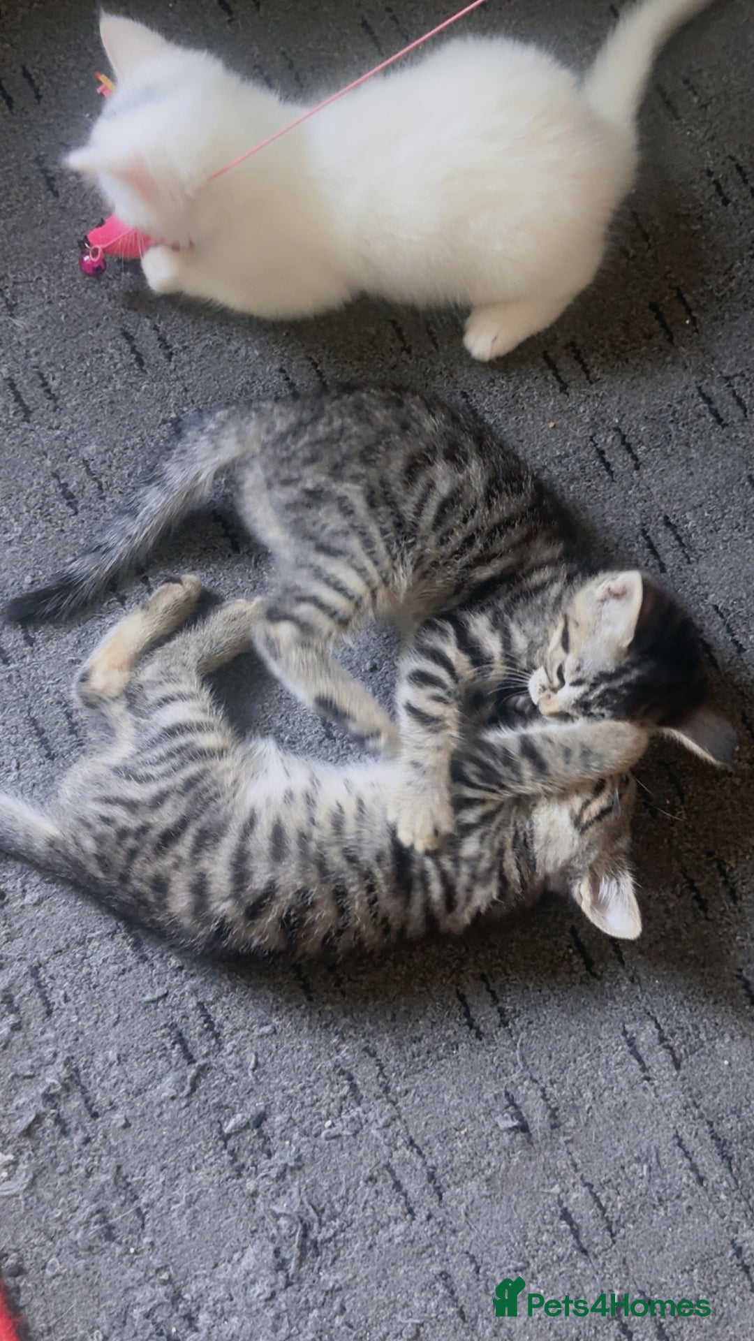 Mixed Breed cats for sale: adorable kitten ready to go home - Image 4