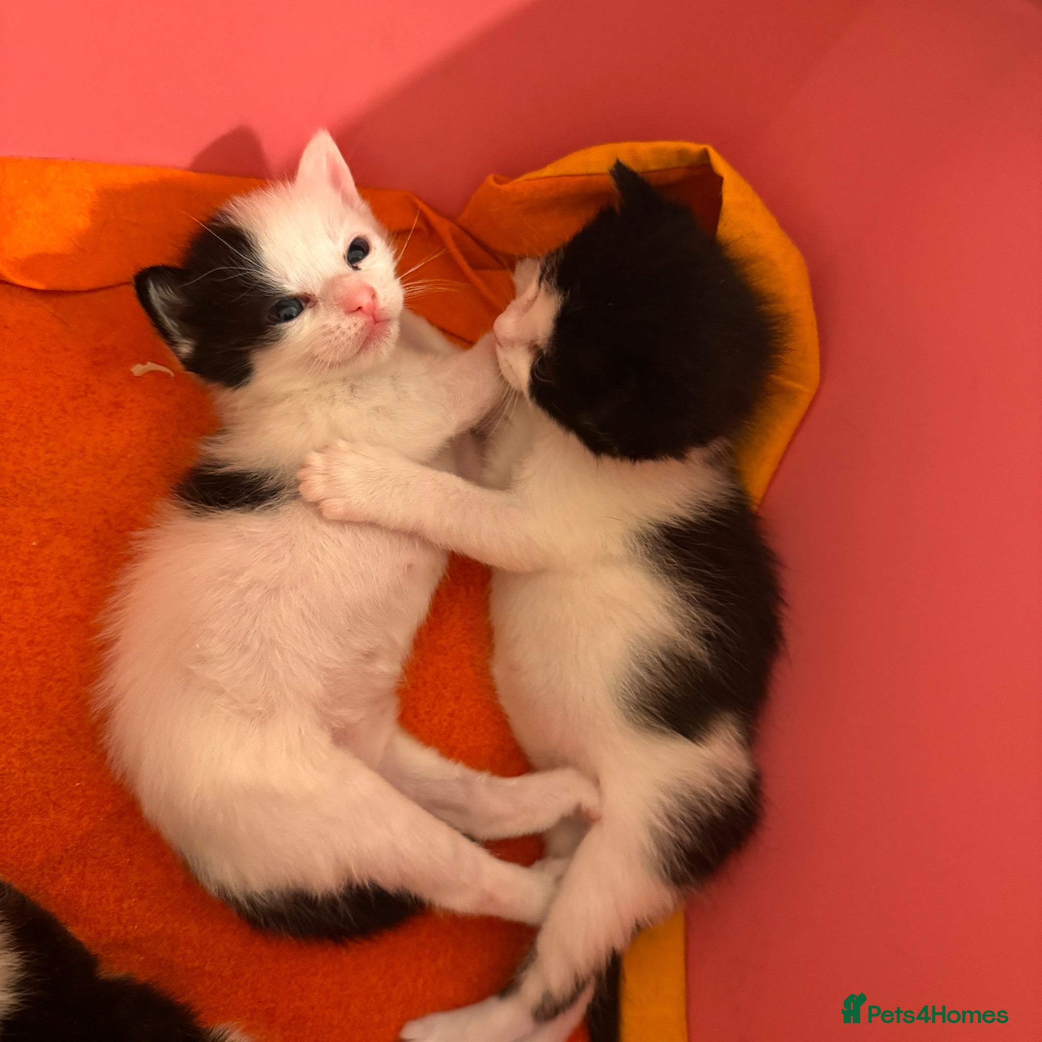 European cats  Two Kittens Looking for loving Home! 🏡❤️ - Advert 5