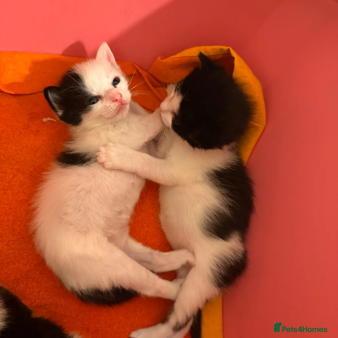 European cats for sale:  Two Kittens Looking for loving Home! 🏡❤️ in London - Advert 1