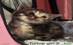 American Shorthair cats for sale: Mix litter docile well socialised kittens  - Image 4