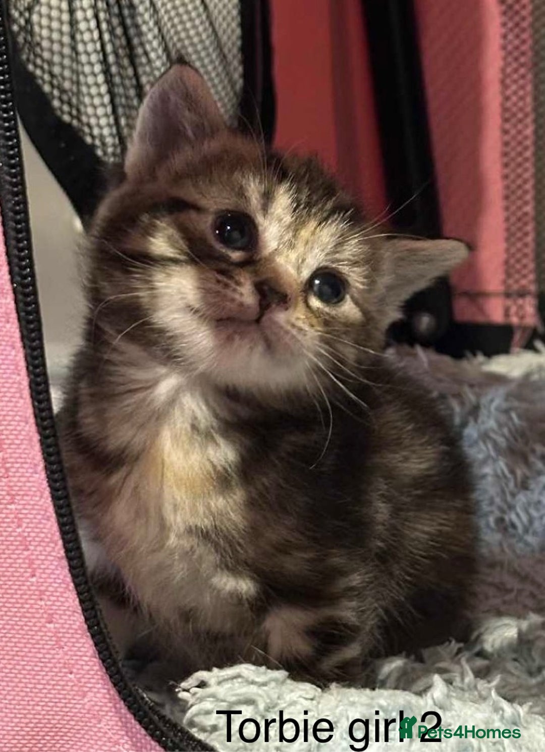 American Shorthair cats for sale: Mix litter docile well socialised kittens  - Image 4
