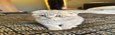 Scottish Fold Silver Tabby Boy Folded Ears