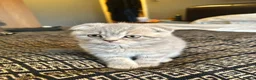Scottish Fold cats for sale: Adorable Scottish Fold Kittens - Advert 8