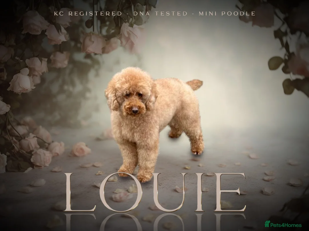 Miniature Poodle dogs for stud: Kc reg apricot  dna fully tested min poodle stud in Market Drayton - Advert 5