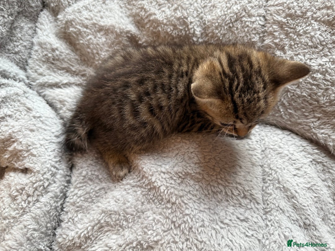 Maine Coon cats for sale: 4 gorgeous girl cats  - Image 12