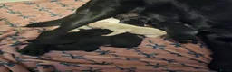Labrador Retriever dogs for sale: Beautiful Fox Red & Black Labrador Puppies  - Advert 4