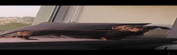 Miniature Dachshund dogs for sale: Miniature Dachshund puppies for sale in Alexandria - Advert 8