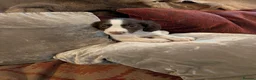 English Springer Spaniel dogs for sale: Springer Spaniel Pups  - Advert 9