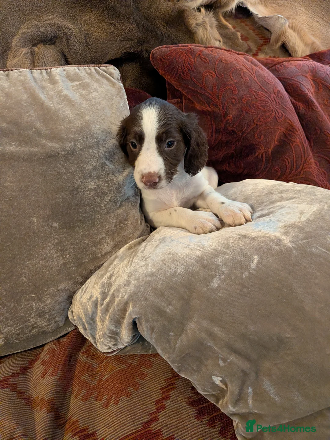English Springer Spaniel dogs for sale: Springer Spaniel Pups  - Advert 9