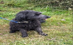 Bordoodle dogs for sale: BORDOODLE  neutered male  - Image 3