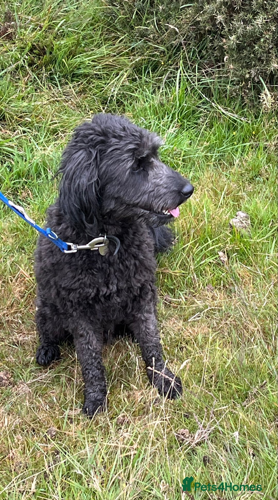 Bordoodle dogs for sale: BORDOODLE  neutered male  - Image 3