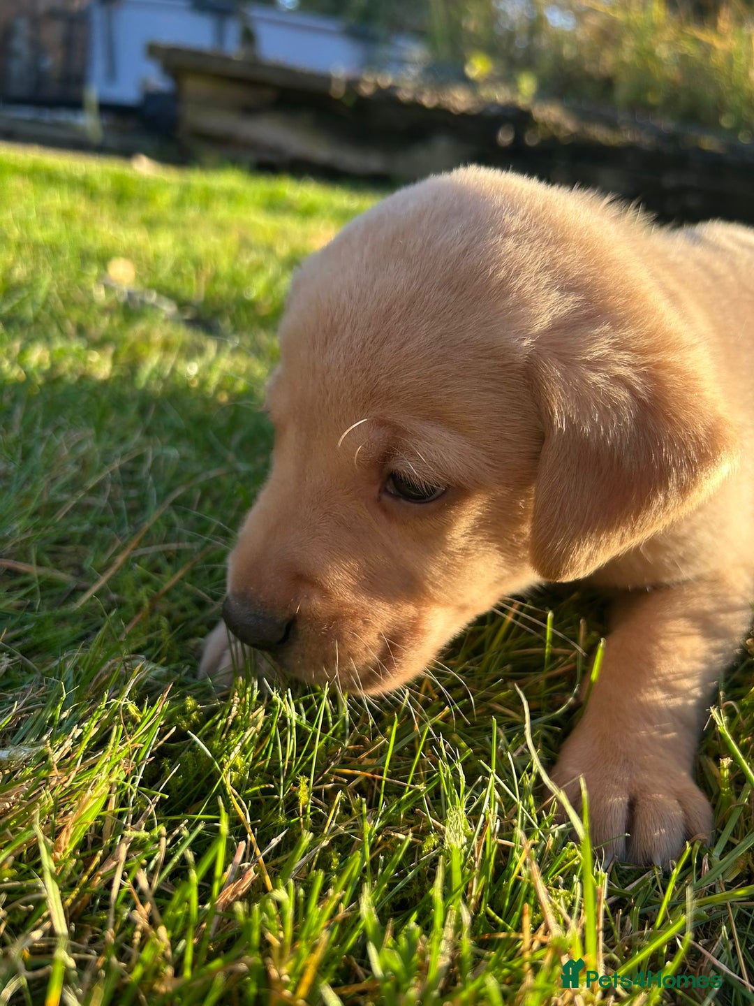 Labrador Retriever dogs for sale: Fox Red Labrador Puppies for Sale - Advert 9