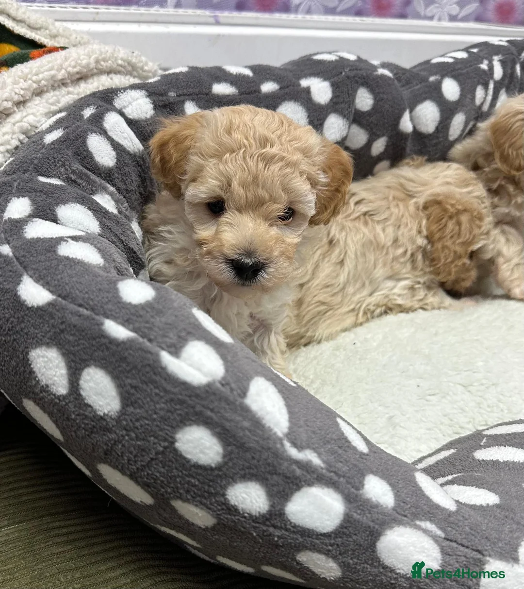 Maltipoo dogs for sale: Adorable maltipoos puppies  - Advert 14