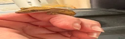 Gecko reptiles for sale: Crested gecko baby’s  - Advert 2