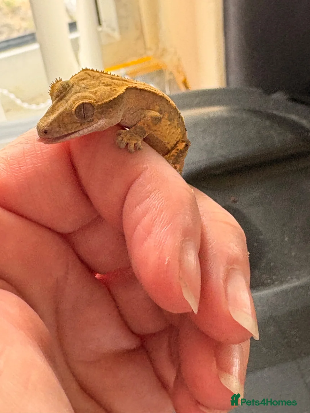 Gecko reptiles for sale: Crested gecko baby’s  - Advert 2