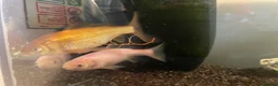 Goldfish fish for sale: 3 gold fish in London - Advert 3