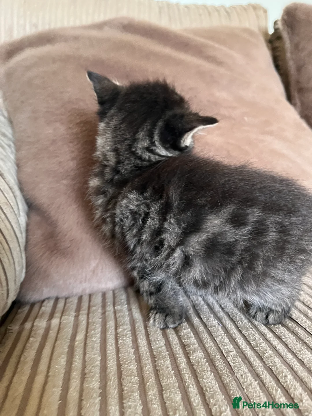 Mixed Breed cats for sale: Grey and black striped kittens For Sale - Advert 35