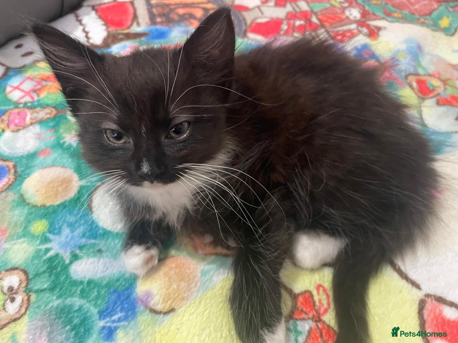 Mixed Breed cats kittens (girl ony left) - Advert 1