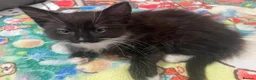 Mixed Breed cats for sale:  kittens 😸  - Advert 12