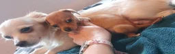 Chiweenie dogs for sale: chihuahua cross dachshund in Hengoed - Advert 9