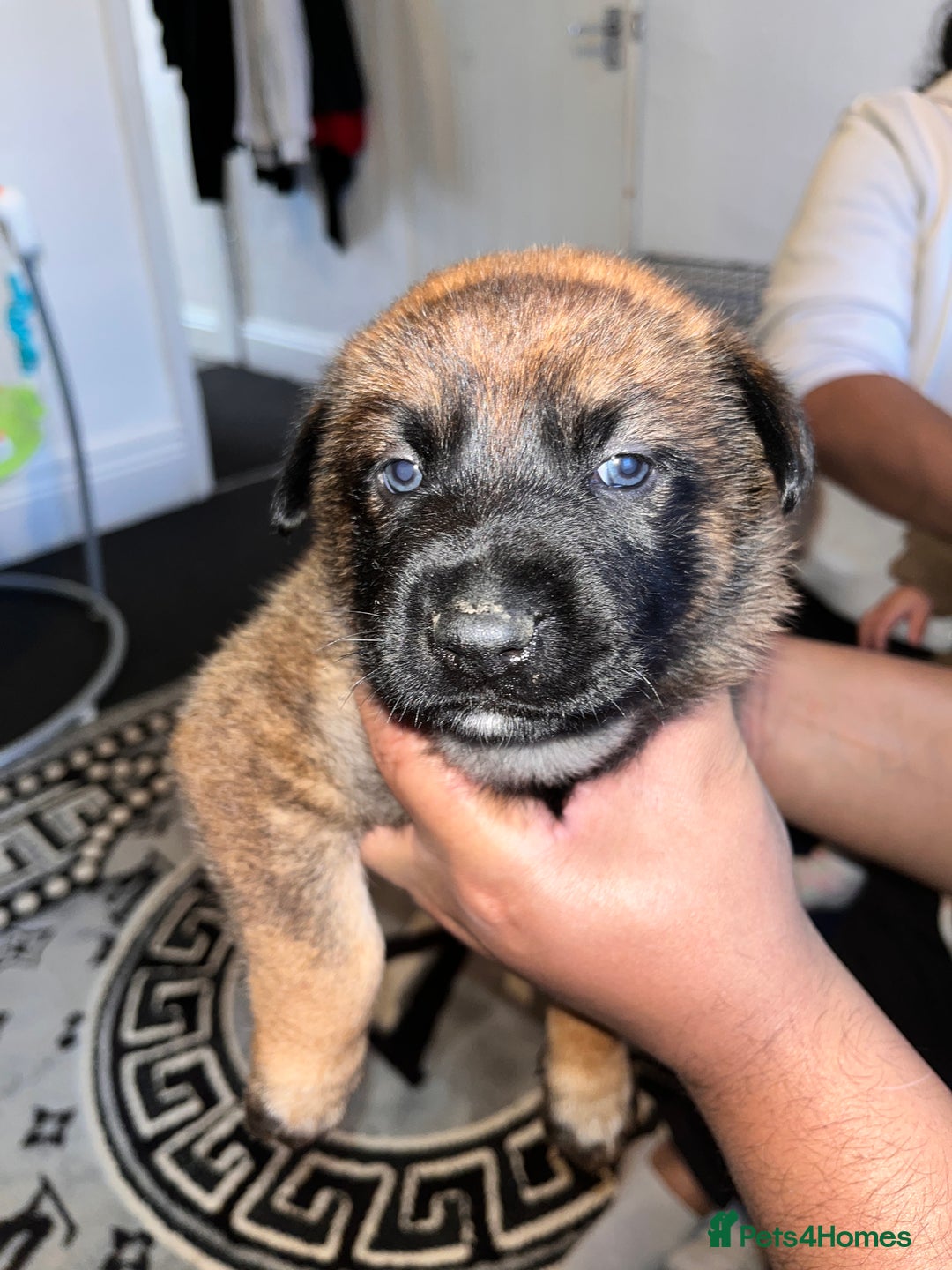 Belgian Shepherd Dog dogs for sale: Belgian shepereds puppies  - Image 18