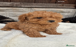 Cavapoo dogs for sale: Toy f1b cavapoo puppies - Image 1