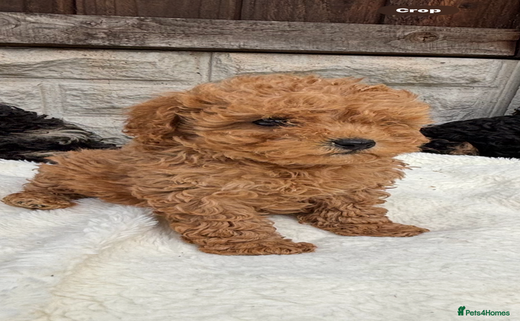 Cavapoo dogs - Advert 1