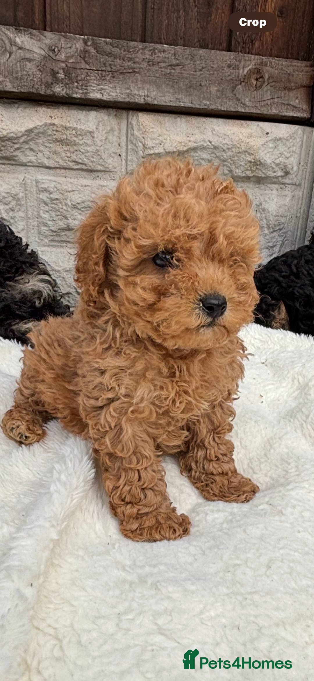 Cavapoo dogs for sale: Toy f1b cavapoo puppies - Image 1