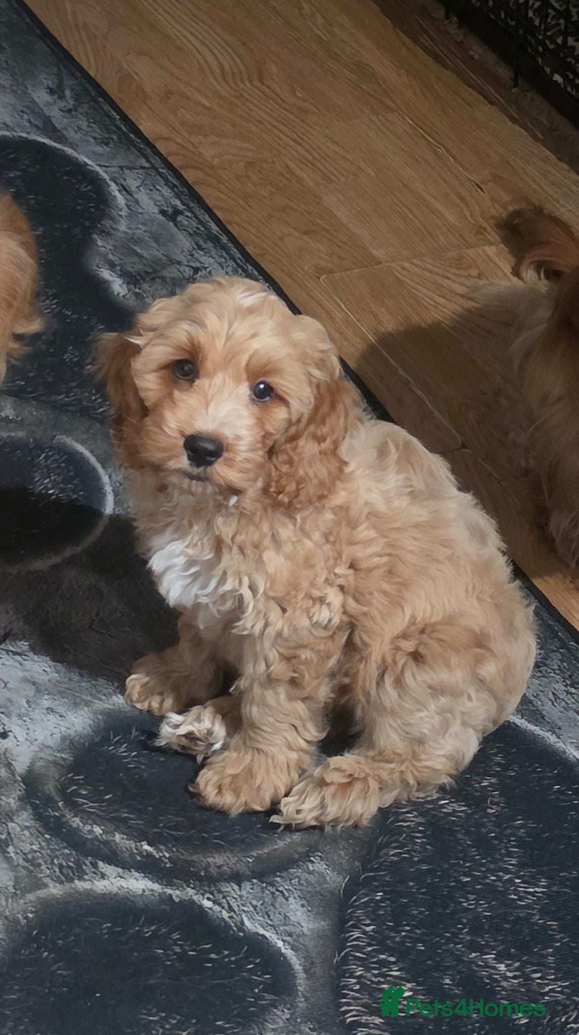 Cockapoo dogs READY NOW !! Stunning F1 female Cockapoo puppy  - Advert 14