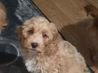 Cockapoo dogs READY NOW !! Stunning F1 female Cockapoo puppy - Advert 14