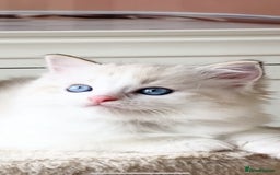 Ragdoll cats for sale: INDOOR TWO MALE GCCF REGISTERED RAGDOLL KITTENS - Image 26